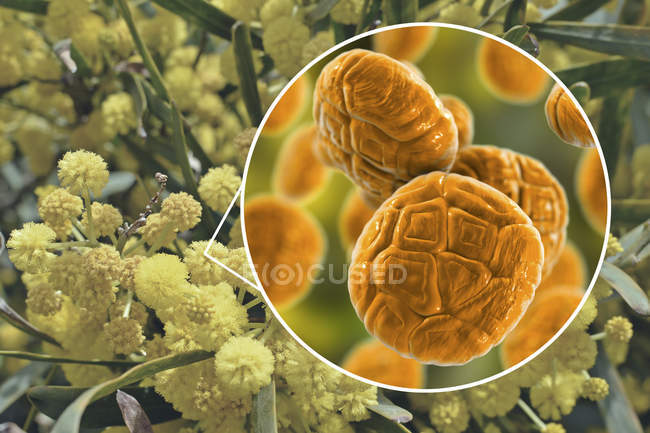 Pollen grains of mimosa flowers, digital illustration. — Stock Photo