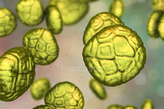 Pollen grains of mimosa flower, digital illustration. — Stock Photo