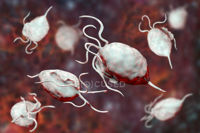 Trichomonas vaginalis паразитические микроорганизмы, вызывающие трихомониаз, цифровая иллюстрация
. — стоковое фото