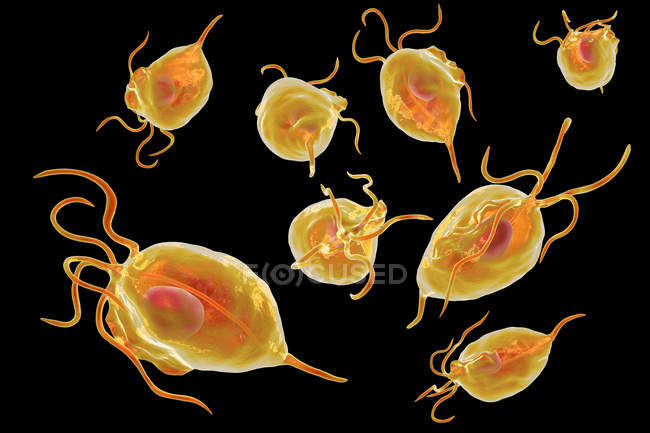 Trichomonas vaginalis parasitic microorganisms causing trichomoniasis, digital illustration. — Stock Photo