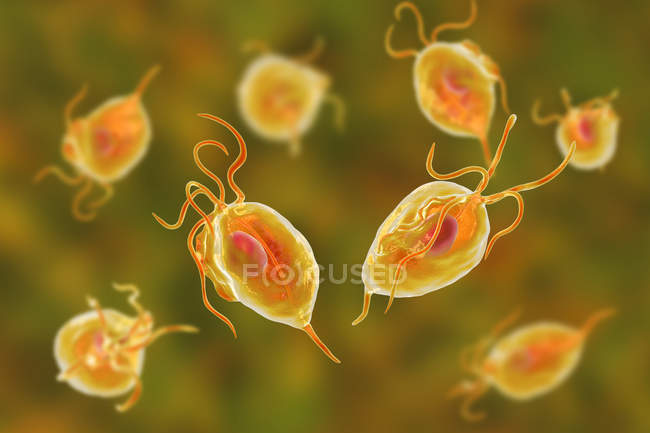 Trichomonas vaginalis parasitic microorganisms causing trichomoniasis, digital illustration. — Stock Photo