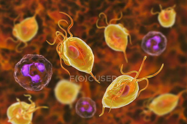 Trichomonas vaginalis causing trichomoniasis and neutrophils, digital illustration. — Stock Photo
