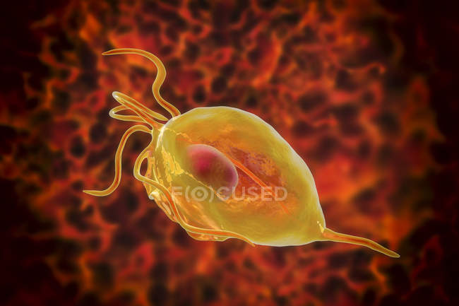 Trichomonas vaginalis microorganismo parasitario causante de tricomoniasis, ilustración digital . - foto de stock
