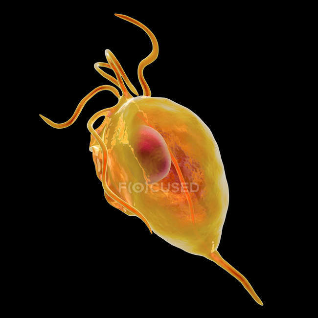 Microrganismo parassitario Trichomonas vaginalis che causa tricomoniasi, illustrazione digitale . — Foto stock