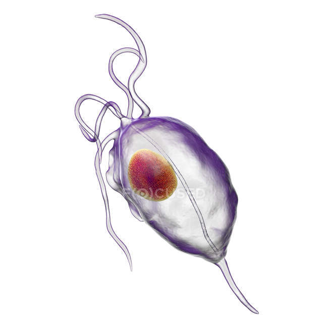 Trichomonas vaginalis parasitärer Mikroorganismus, der Trichomoniasis verursacht, digitale Illustration. — Stockfoto