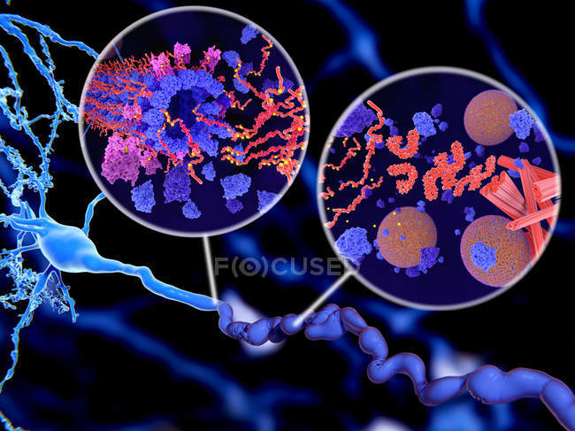 Патологічний фосфорилювання червоно оранжевого Тау білків в синьо фіолетовий кінази впливає на нервові клітини в хвороба Альцгеймера, ілюстрація. — стокове фото