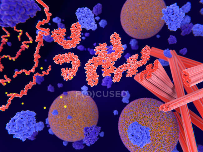 Патологическое фосфорилирование красно-оранжевых тау-белков сине-фиолетовыми киназами, влияющими на нервные клетки при болезни Альцгеймера, иллюстрация
. — стоковое фото