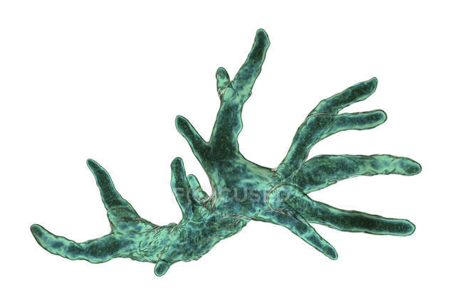 Balamuthia mandrillaris amoeba organismo, illustrazione digitale . — Foto stock