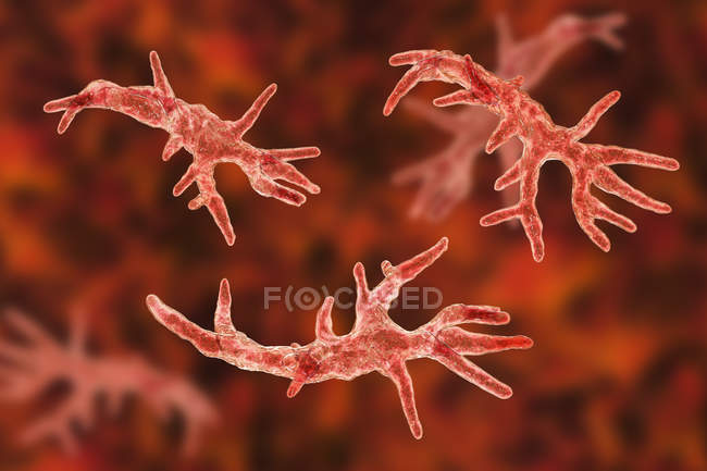 Balamuthia mandrillaris amoeba organismos, ilustración digital
. - foto de stock