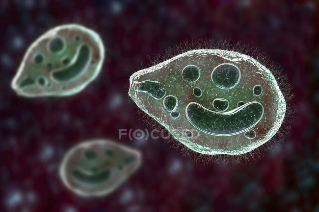 Digital illustration of ciliate protozoan Balantidium coli intestinal parasites causing ulcer in intestinal tract. — Stock Photo