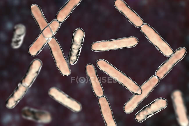 Grupo de bifidobacterias anaeróbicas grampositivas, ilustración digital . - foto de stock
