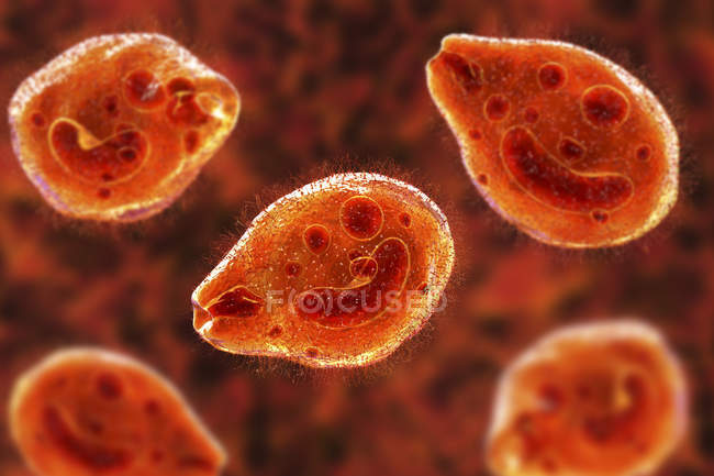 Illustration numérique de protozoaires ciliés parasites intestinaux Balantidium coli causant un ulcère dans le tractus intestinal . — Photo de stock