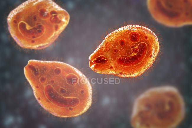 Digital illustration of ciliate protozoan Balantidium coli intestinal parasites causing ulcer in intestinal tract. — Stock Photo