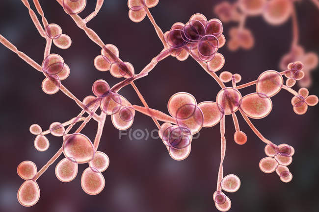 Цифровий ілюстрація дріжджів і гіф стадій гриба Candida albicans. — стокове фото