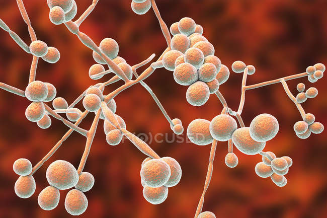 Digitale Illustration der Hefe- und Hyphen-Stadien des Candida albicans-Pilzes. — Stockfoto