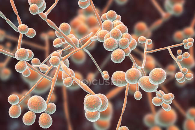 Digital illustration of yeast and hyphae stages of Candida albicans fungus. — Stock Photo