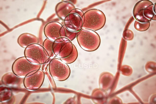 Illustrazione digitale degli stadi di lievito e ife del fungo Candida albicans . — Foto stock