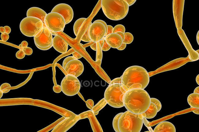 Digital artwork of unicellular yeast fungus Candida auris. — Stock Photo