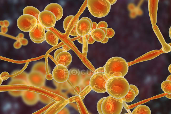 Obra digital del hongo de levadura unicelular Candida auris
. - foto de stock