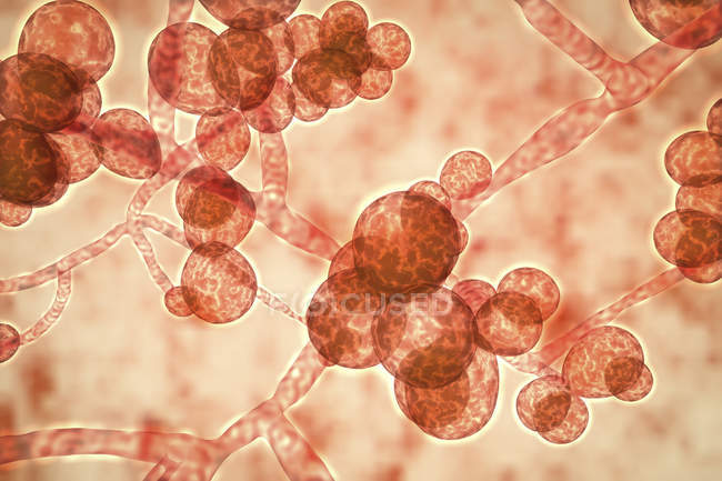 Digital artwork of unicellular yeast fungus Candida auris. — Stock Photo