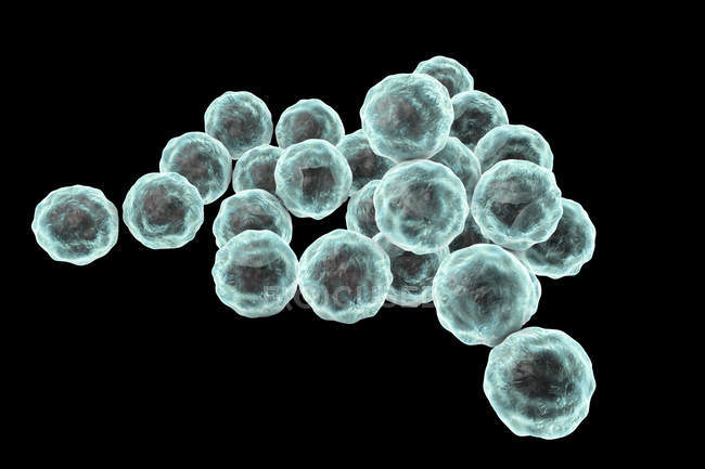 Хламідіоз рання клітини бактерії, цифрова ілюстрація. — стокове фото