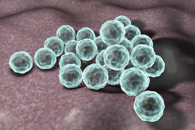 Хламідіоз рання клітини бактерії, цифрова ілюстрація. — стокове фото