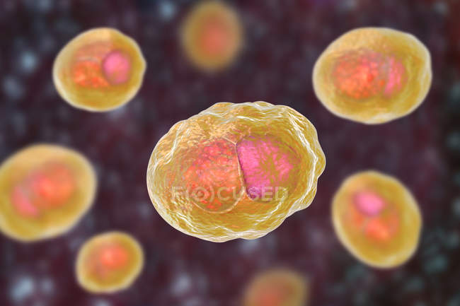 Obra de arte digital mostrando inclusão composta por grupo de corpos de clamídia reticulada de bactérias Chlamydia trachomatis . — Fotografia de Stock