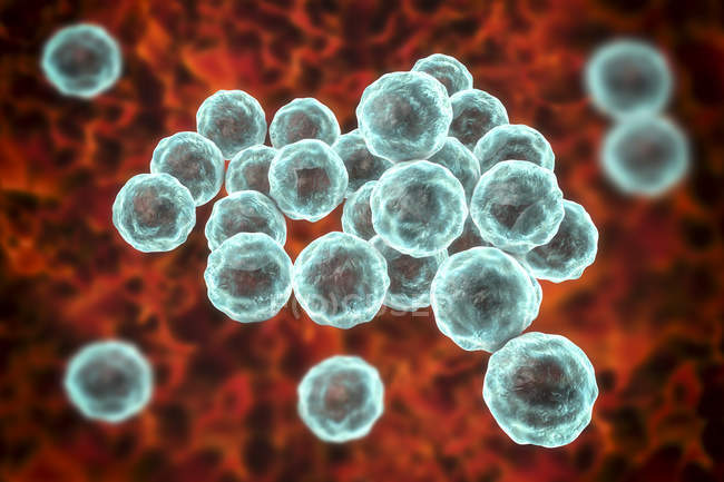 Chlamydia trachomatis cellules bactériennes, illustration numérique
. — Photo de stock