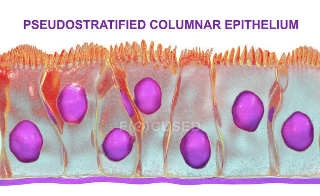 Pseudostratified columnar epithelium, digital illustration. — Stock Photo