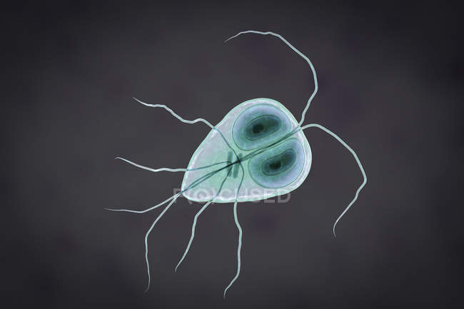 Giardia lamblia parásito protozoario flagelado, ilustración digital . - foto de stock