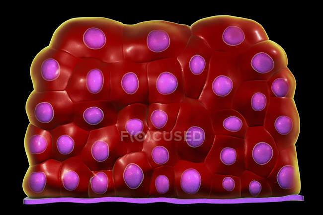 Переходный эпителий в мочевом пузыре, цифровая иллюстрация . — стоковое фото