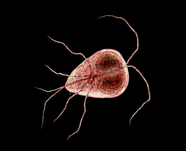Лямблійний ламблійський прапорний протозойський паразит, цифрова ілюстрація . — стокове фото