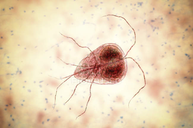 Giardia protozoa images, Giardiasis tünetei és kezelése