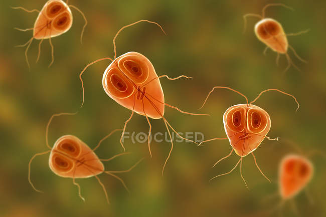 Giardia lamblia parásito protozoario flagelado, ilustración digital
. - foto de stock