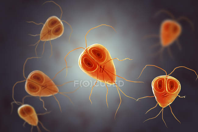 Giardia lamblia geißelter Protozoen-Parasit, digitale Illustration. — Stockfoto