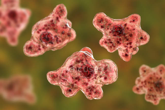Мозгоед amoeba Naegleria fowleri protozoans в трофозоитной форме, цифровая иллюстрация
. — стоковое фото