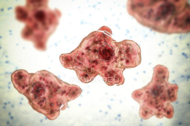 Мозгоед amoeba Naegleria fowleri protozoans в трофозоитной форме, цифровая иллюстрация
. — стоковое фото