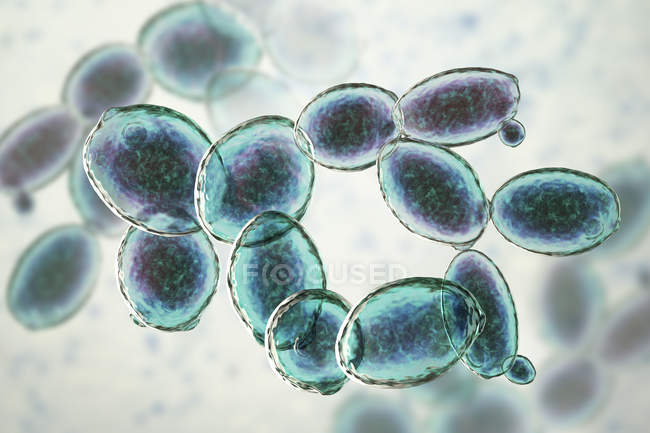Цифровая иллюстрация зарождающихся дрожжевых клеток Saccharomyces cerevisiae
. — стоковое фото