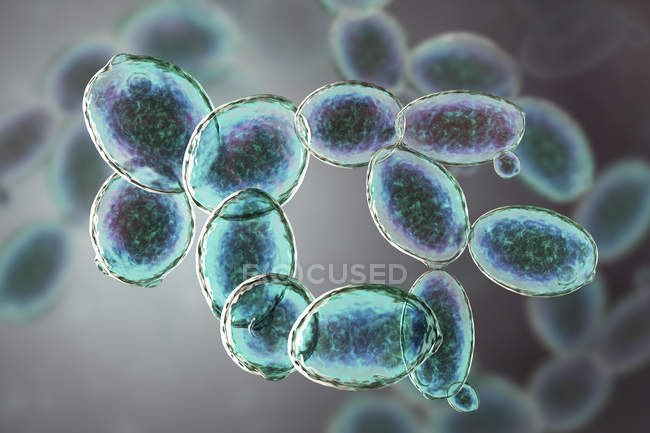 Illustrazione digitale delle cellule di lievito in erba Saccharomyces cerevisiae . — Foto stock