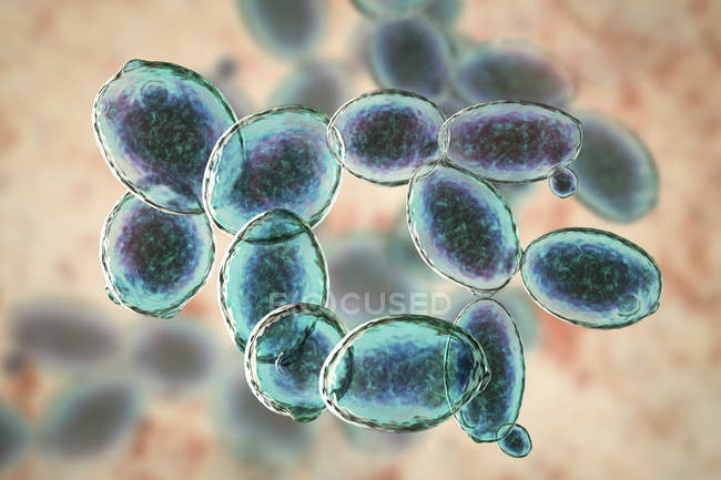 Illustration numérique des cellules bourgeonnantes de levure Saccharomyces cerevisiae
. — Photo de stock