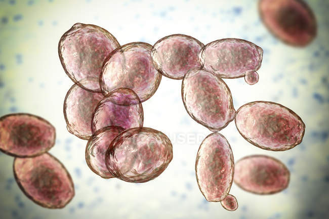 Ilustración digital de células de levadura en ciernes Saccharomyces cerevisiae . - foto de stock