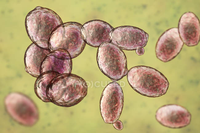 Ilustração digital de células de levedura de Saccharomyces cerevisiae em brotamento . — Fotografia de Stock