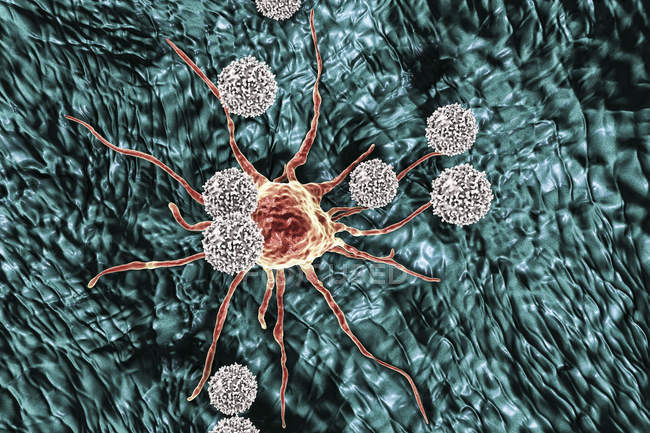 Obra de arte digital de células de linfócitos T atacando células cancerígenas vermelhas . — Fotografia de Stock