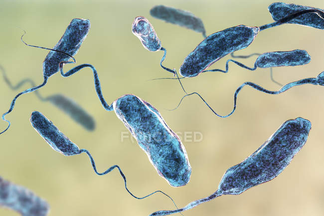 Група джгутики холери бактерій, цифрова ілюстрація. — стокове фото