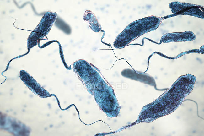 Gruppe von Flagellen-Cholera-Bakterien, digitale Illustration. — Stockfoto