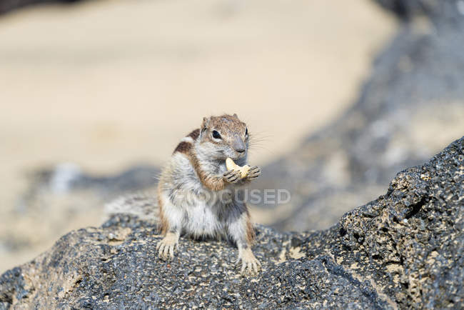 Écureuil de Barbarie mangeant de la noix sur la roche dans l'environnement naturel de Fuerteventura, îles Canaries . — Photo de stock
