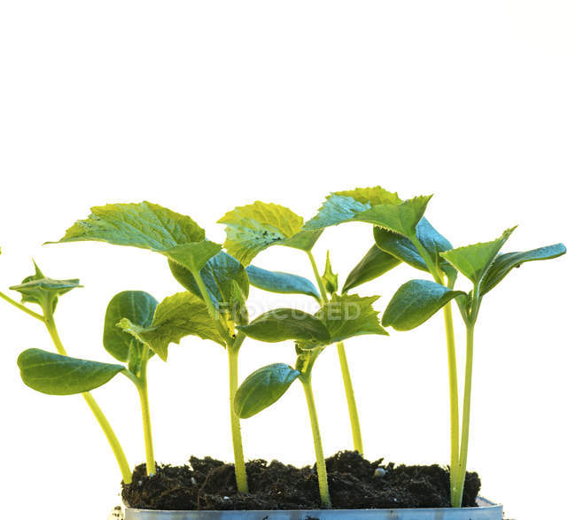 Close-up of green plant seedlings in soil isolated on white background. — Stock Photo
