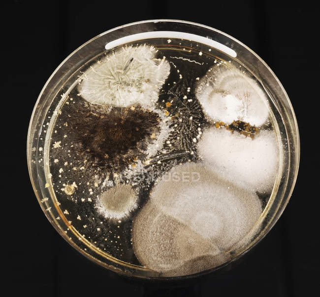 Microbi che crescono in piatto Petri, vista dall'alto . — Foto stock