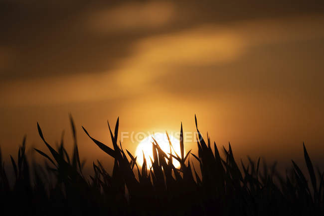 Siluetas de hierba contra el cielo naranja al atardecer y el sol resplandeciente . - foto de stock