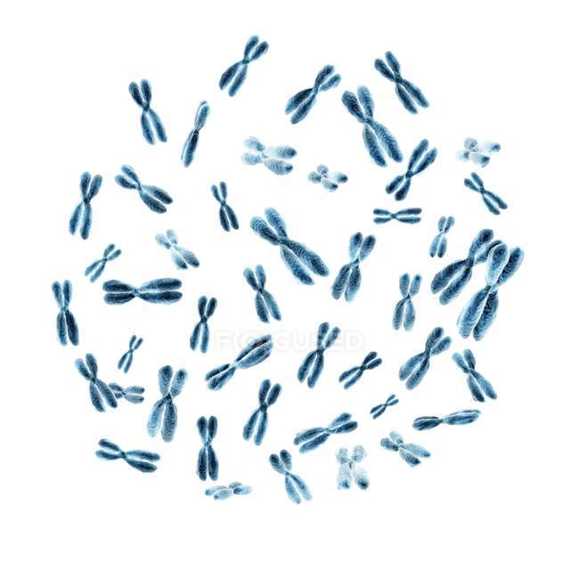 Satz von 46 menschlichen Chromosomen auf weißem Hintergrund. — Stockfoto